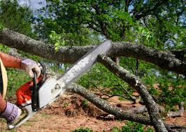 Trusted Woodbury Center, CT Tree Services Experts